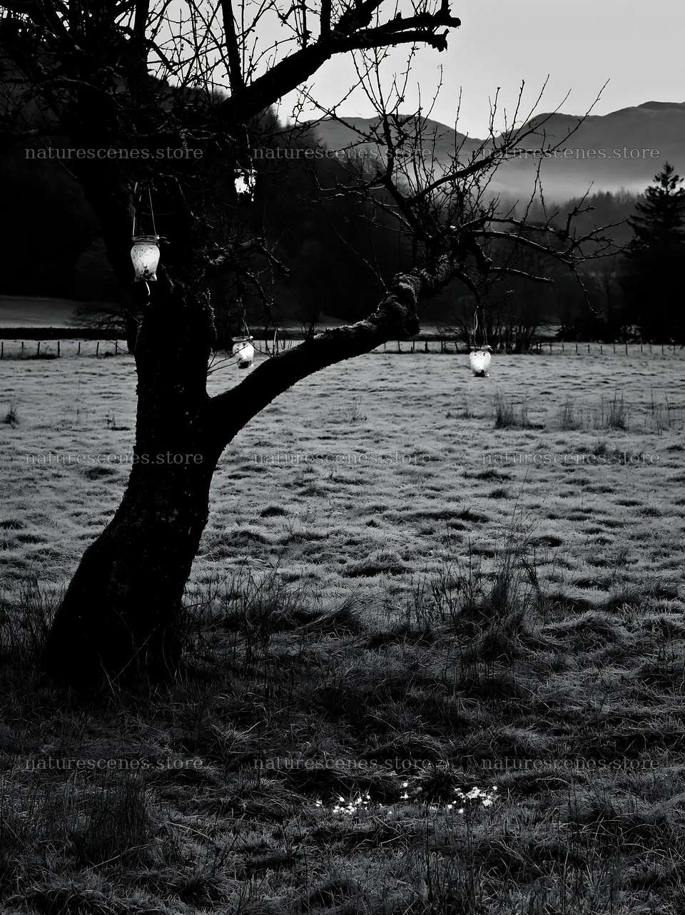 Christmas lanterns hanging on an apple tree in Lake District meadow – nature scenes 6866x9174