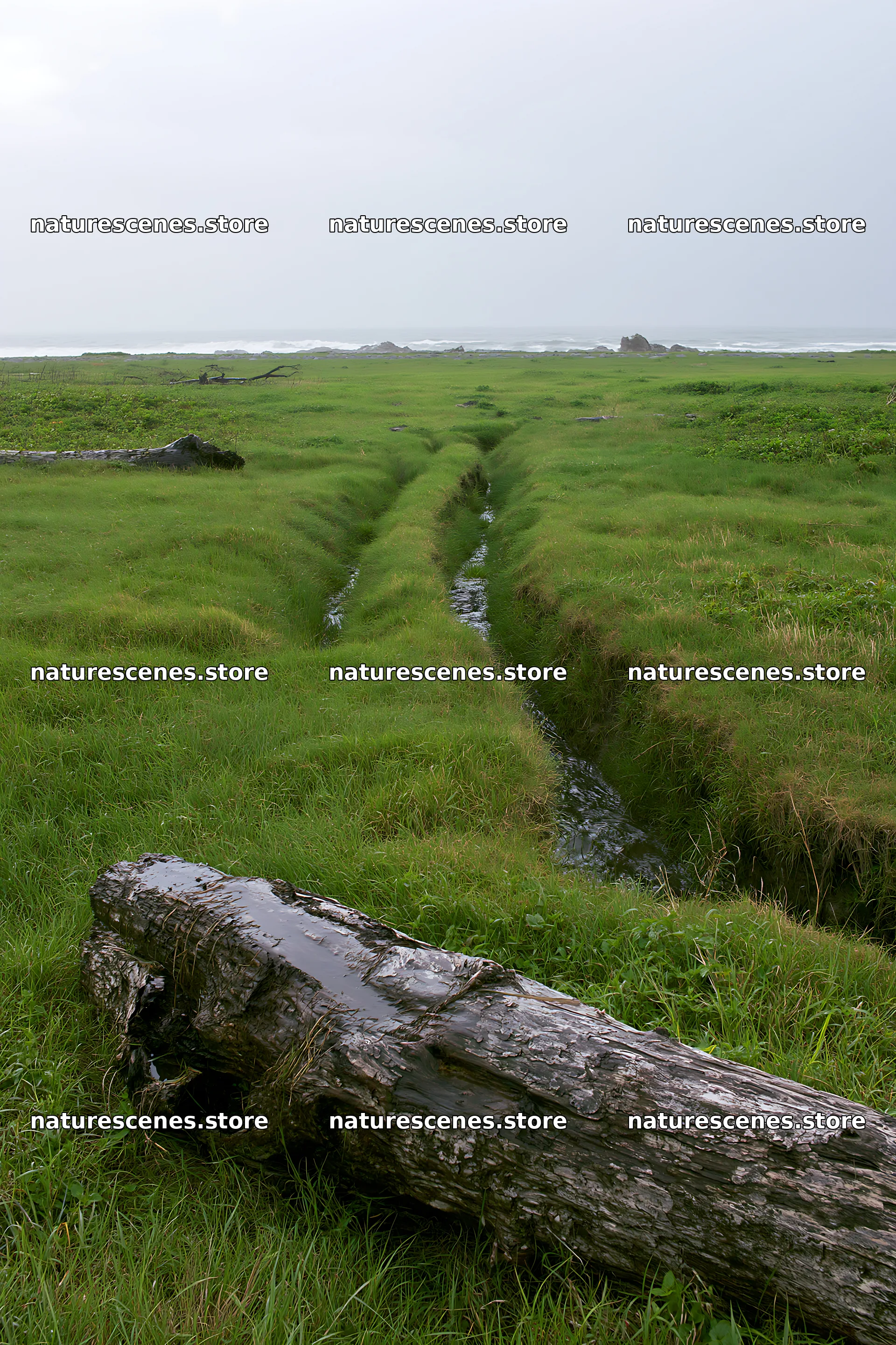 Ishikawa coastal meadow storm washed driftwood in grassy field – nature scenes 6480x9722