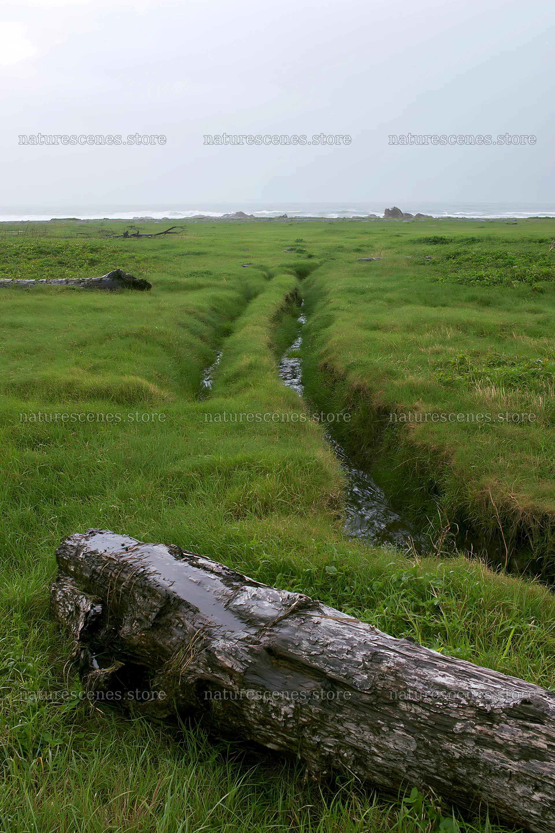 Ishikawa coastal meadow storm washed driftwood in grassy field – nature scenes 6480x9722