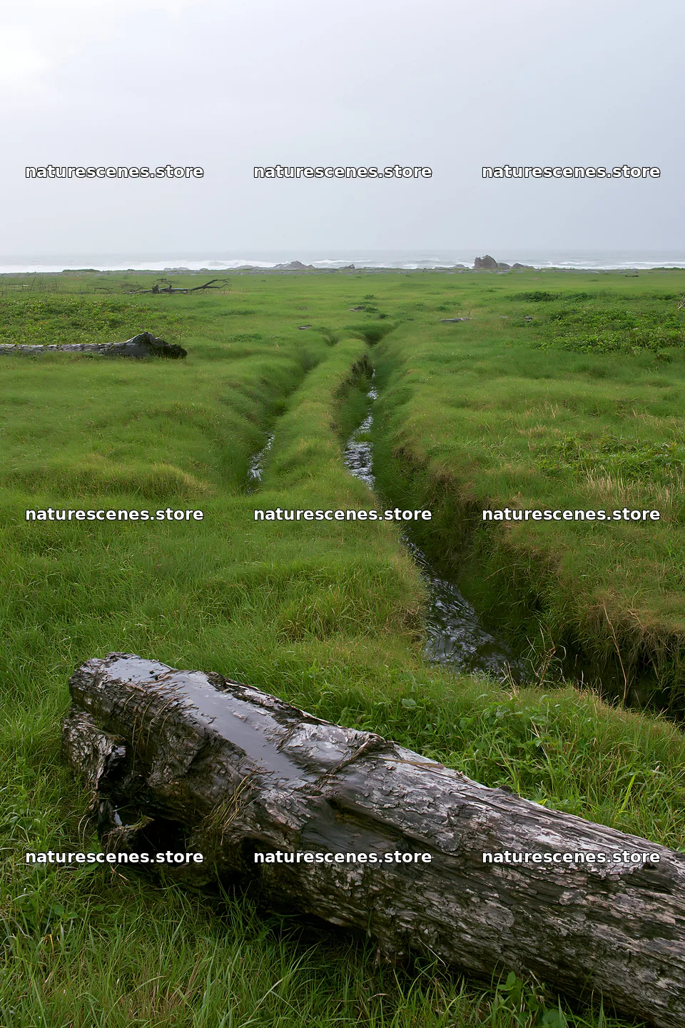 Ishikawa coastal meadow storm washed driftwood in grassy field – nature scenes 6480x9722