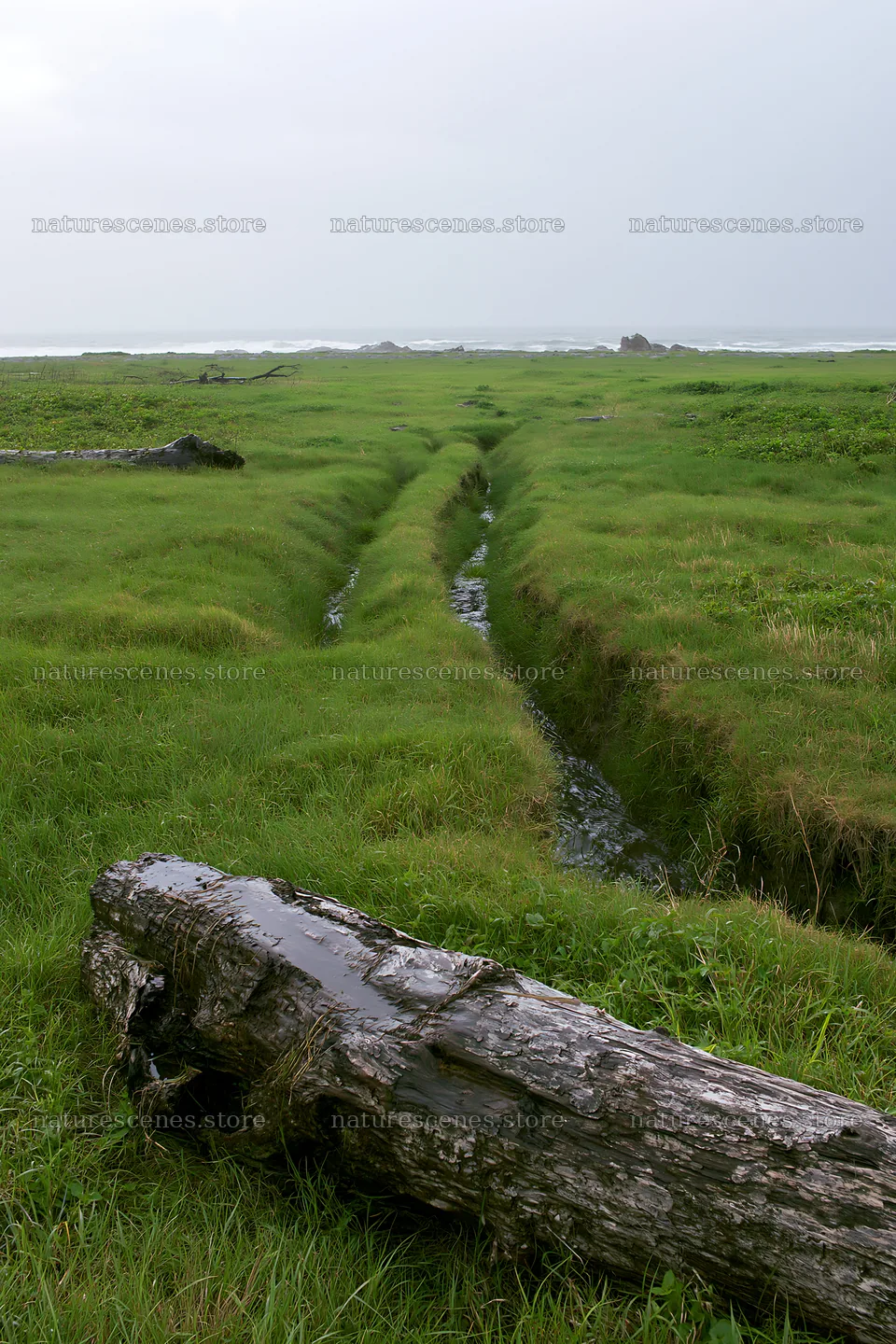 Ishikawa coastal meadow storm washed driftwood in grassy field – nature scenes 6480x9722