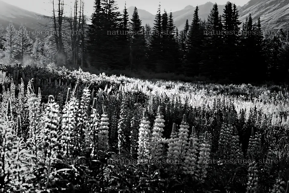 Colorful lupine meadow with trees and mountains – nature scenes 9722x6480