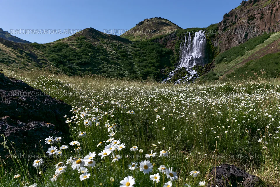 Wildflower meadow with waterfall in a natural landscape – nature scenes 9722x6480