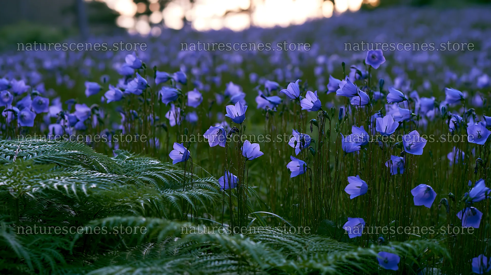 Tokushima mountain meadow fern frond foreground with blooming flowers – nature scenes 10608x5938