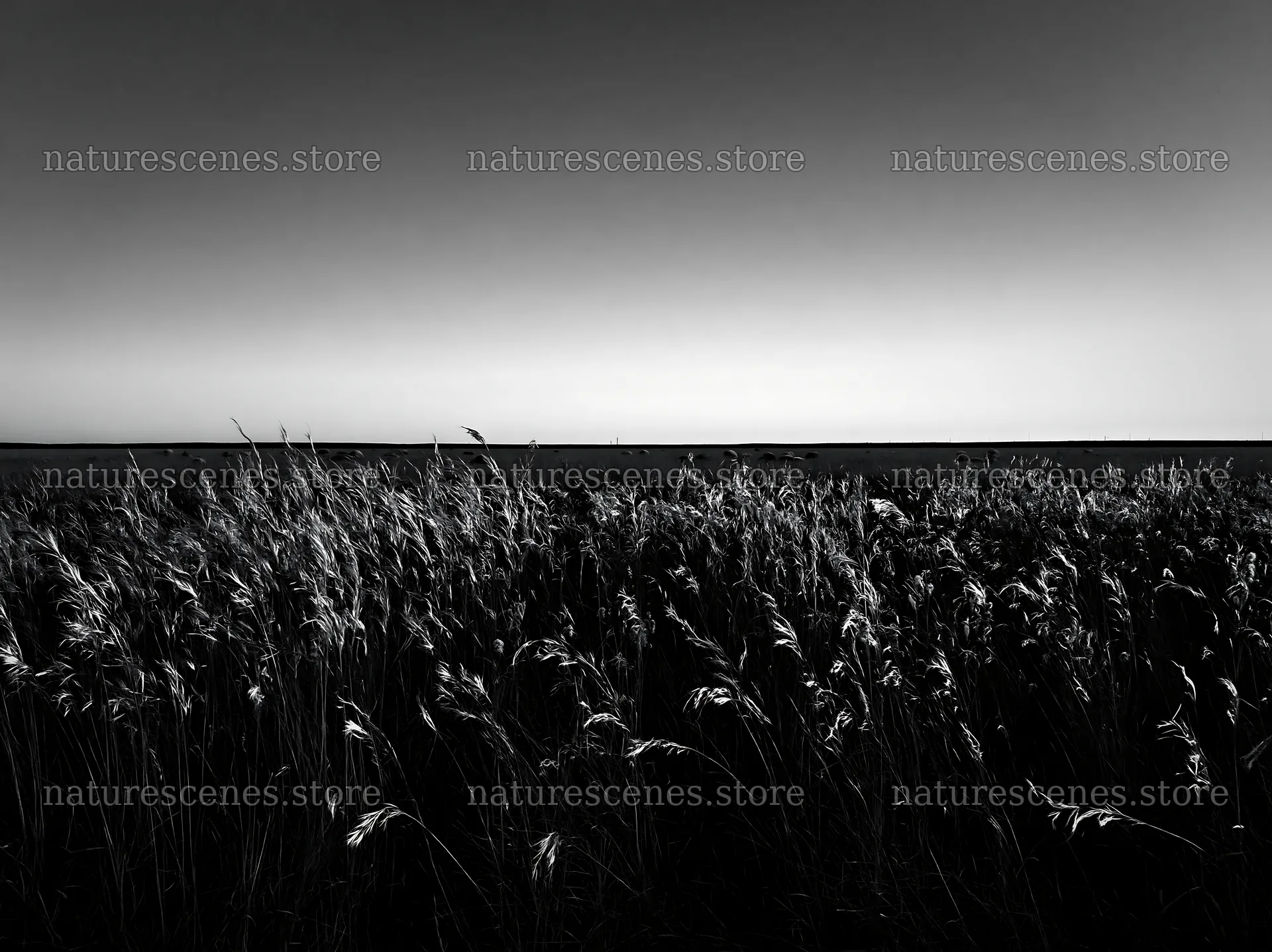Meadow with seedheads in black and white – nature scenes 9174x6866