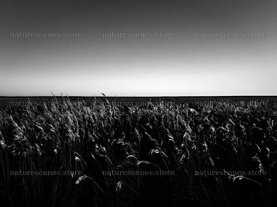 Meadow with seedheads in black and white – nature scenes 9174x6866