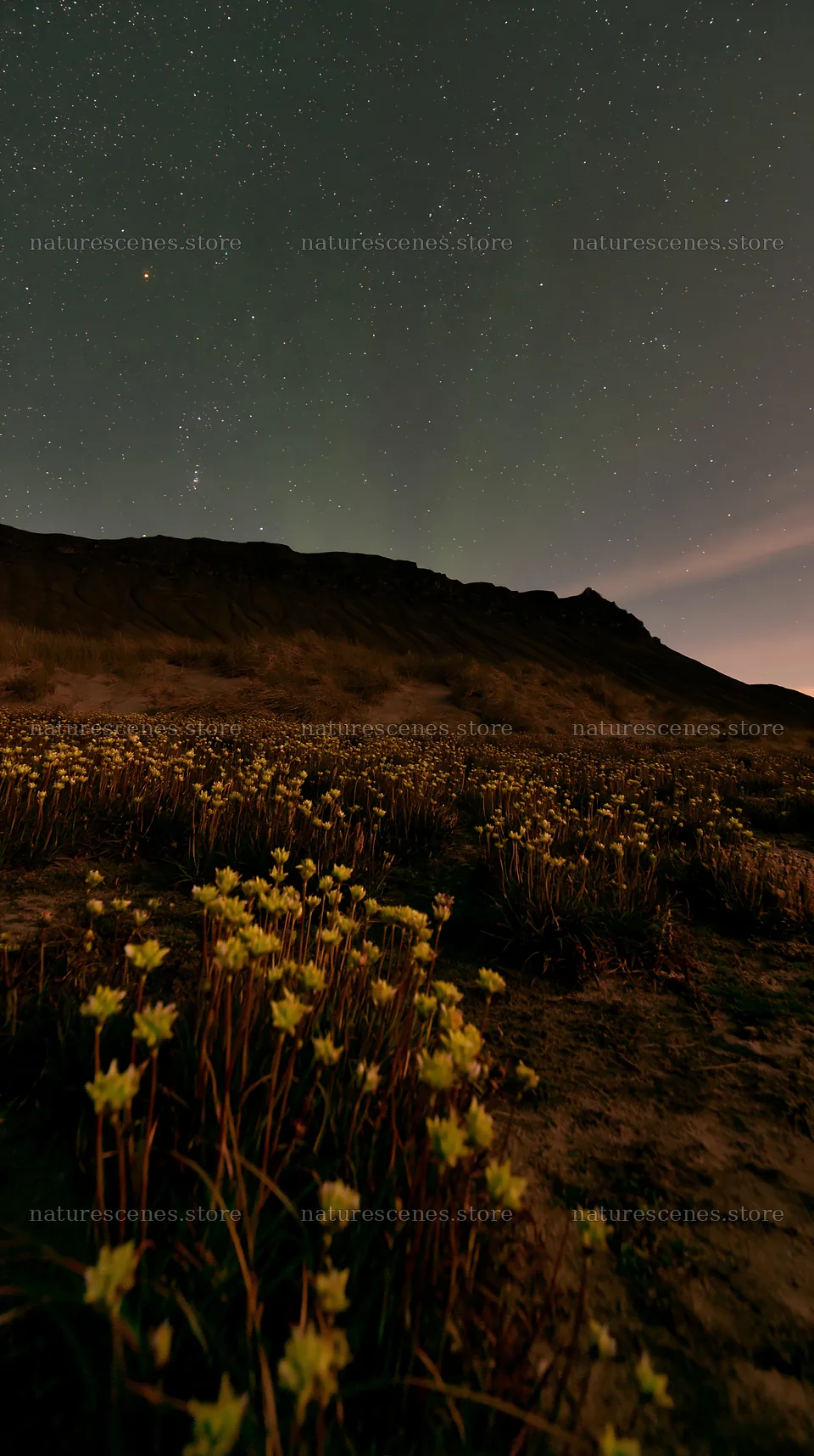 Aurora meadow coast with flowers under starry sky – nature scenes 5938x10608