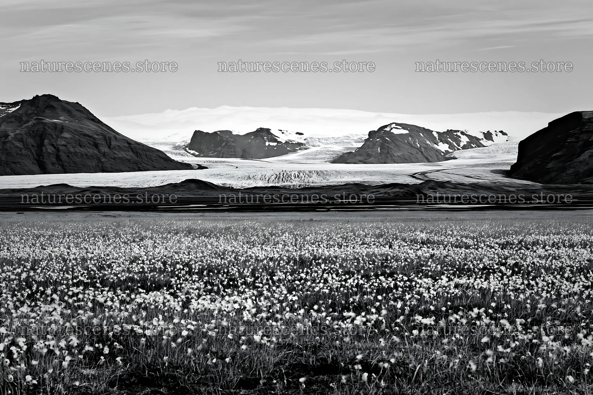 Cottongrass meadow glow with mountains and glacier in the background – nature scenes 9722x6480