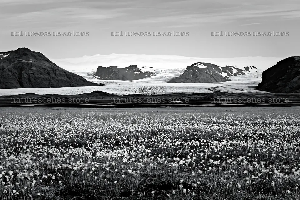 Cottongrass meadow glow with mountains and glacier in the background – nature scenes 9722x6480