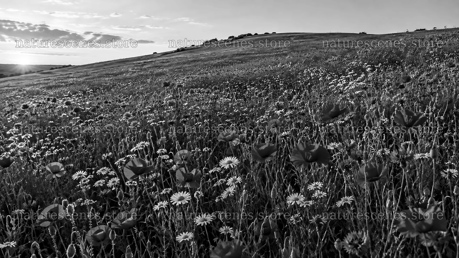 Monochrome Wildflowers on a Rolling Hillside – nature scenes 10324x5812