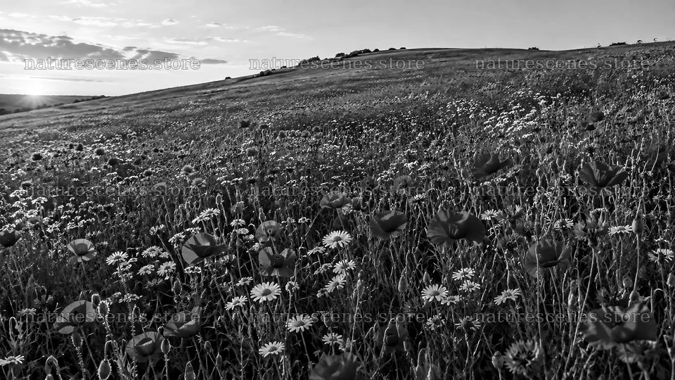 Monochrome Wildflowers on a Rolling Hillside – nature scenes 10324x5812