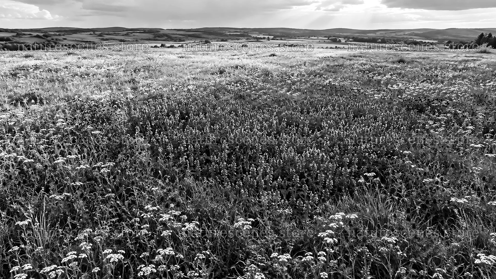 Black-and-White Wildflower Meadow and Rolling Hills – nature scenes 10324x5812