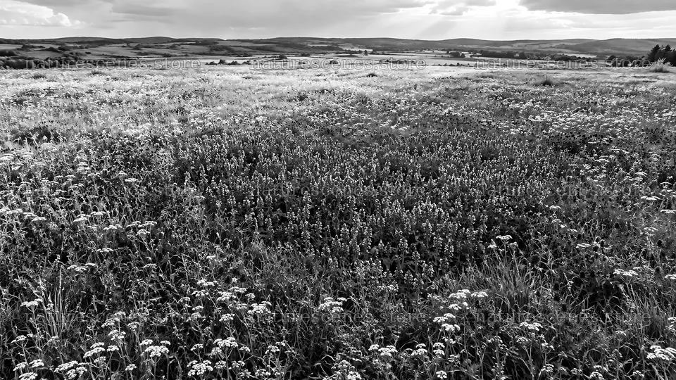 Black-and-White Wildflower Meadow and Rolling Hills – nature scenes 10324x5812
