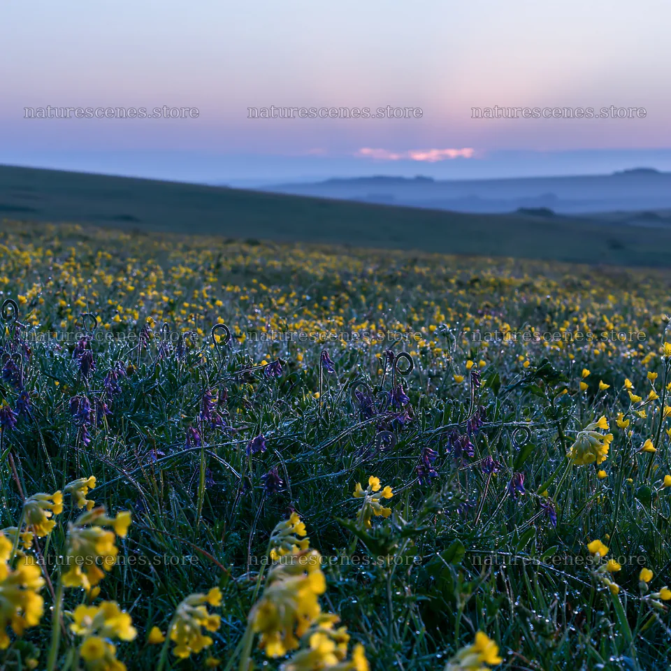 Crepuscular rays meadow at dawn with flowers and mist – nature scenes 7938x7938