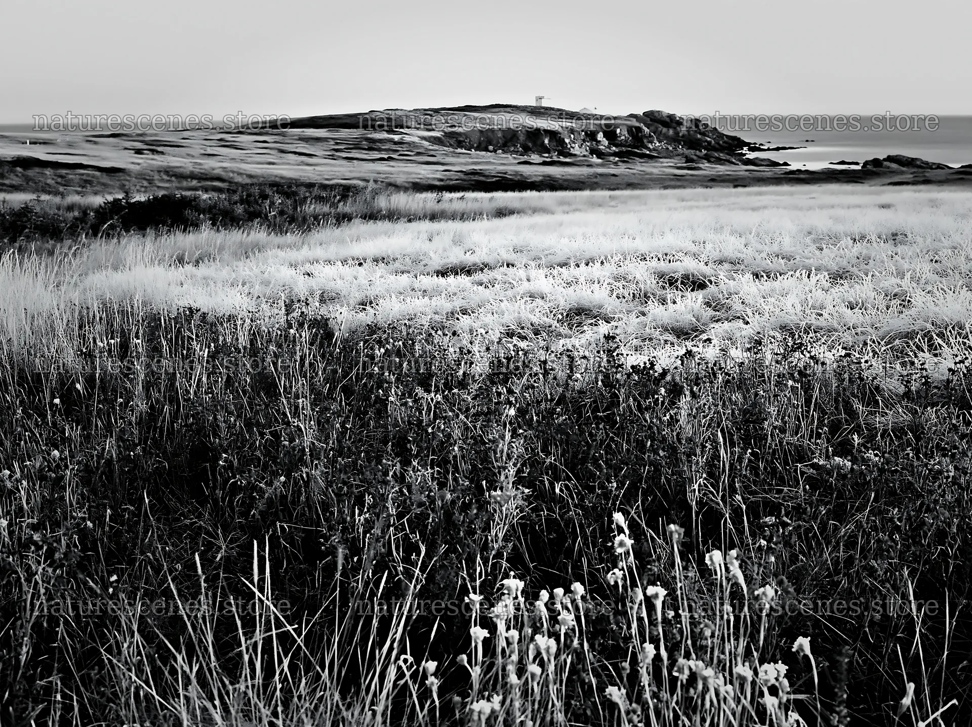 Frosty coastal meadow with distant land and ocean view – nature scenes 9174x6866
