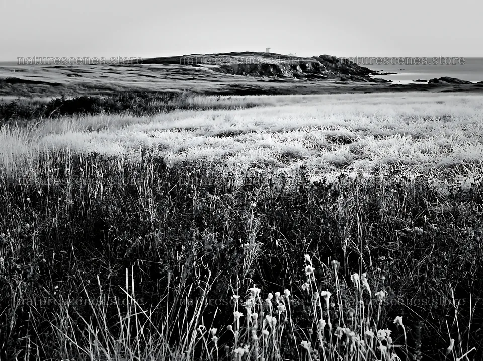 Frosty coastal meadow with distant land and ocean view – nature scenes 9174x6866
