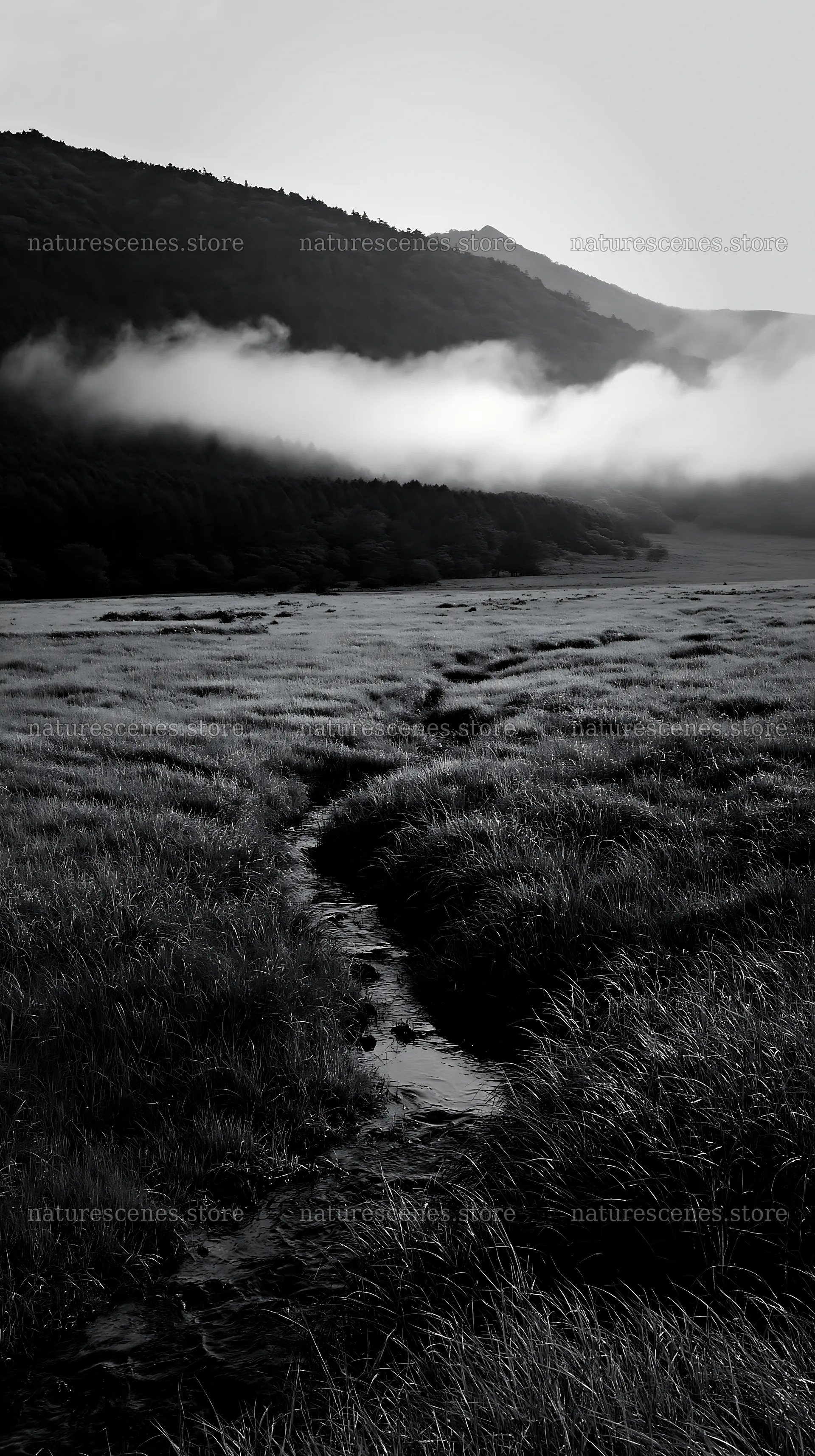 Shizuoka seasonal meadow after heavy rain in black and white – nature scenes 5938x10608