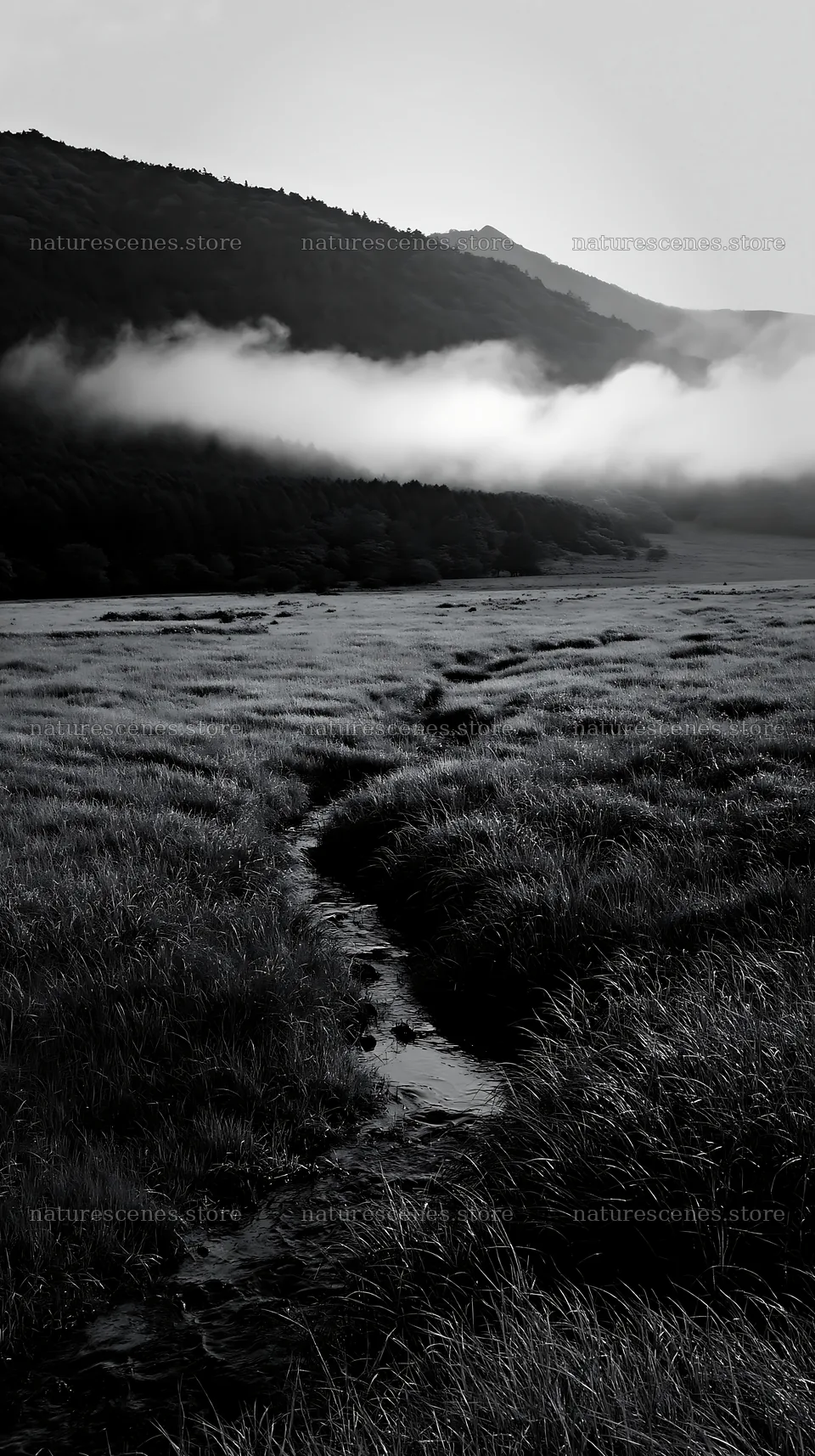 Shizuoka seasonal meadow after heavy rain in black and white – nature scenes 5938x10608