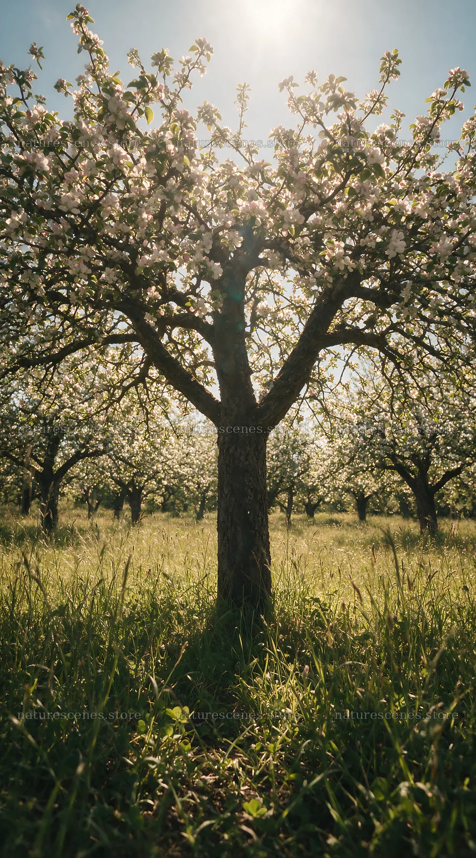Apple blossom meadow with trees in a sunny field – nature scenes 5916x10648