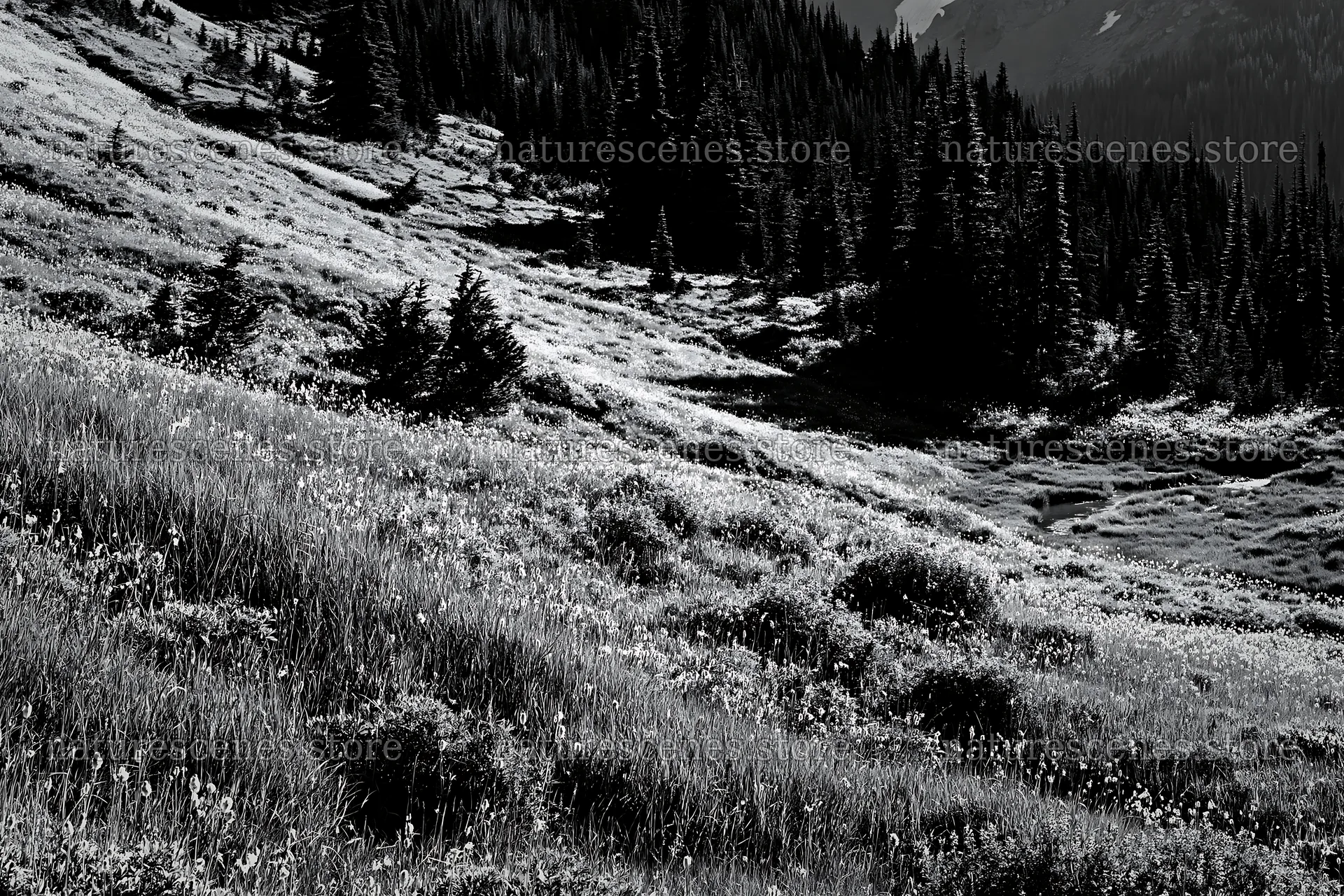 Mount Rainier meadow with paintbrush and lupine flowers – nature scenes 9722x6480