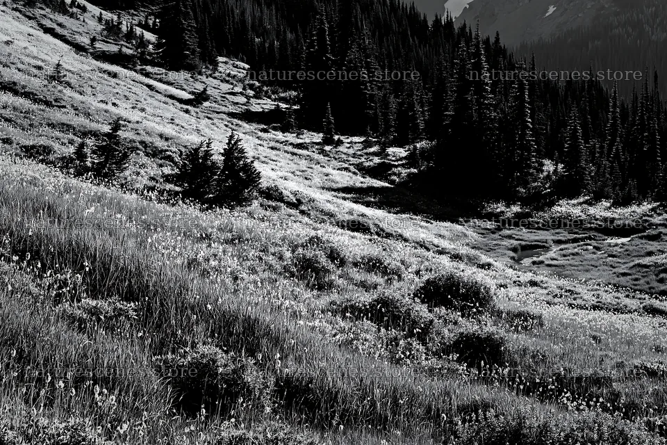 Mount Rainier meadow with paintbrush and lupine flowers – nature scenes 9722x6480