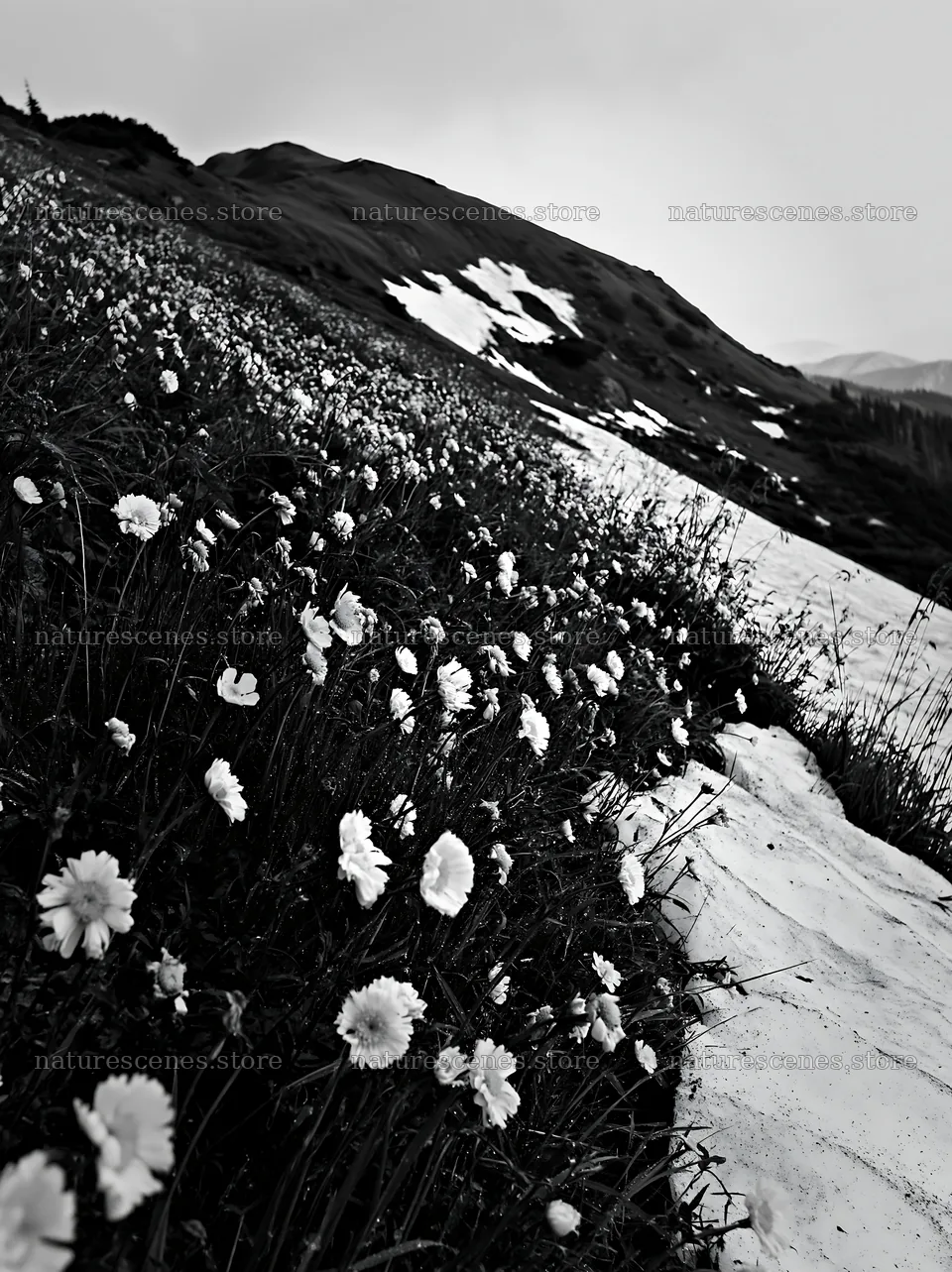 Snowdrift meadow with yellow and white flowers on a hillside – nature scenes 6866x9174