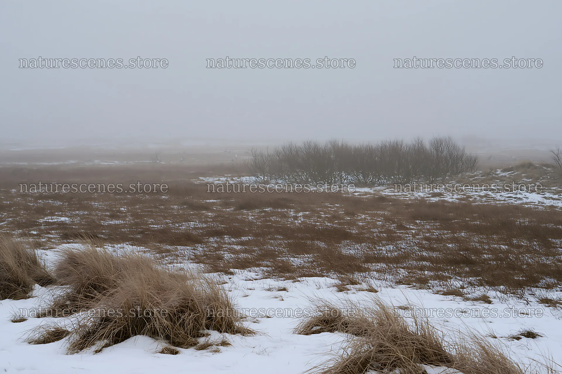 Dune meadow covered with snow in winter landscape – nature scenes 9722x6480