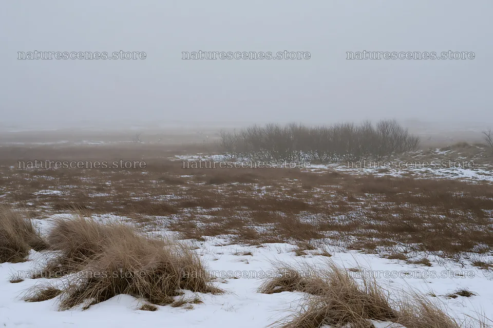 Dune meadow covered with snow in winter landscape – nature scenes 9722x6480