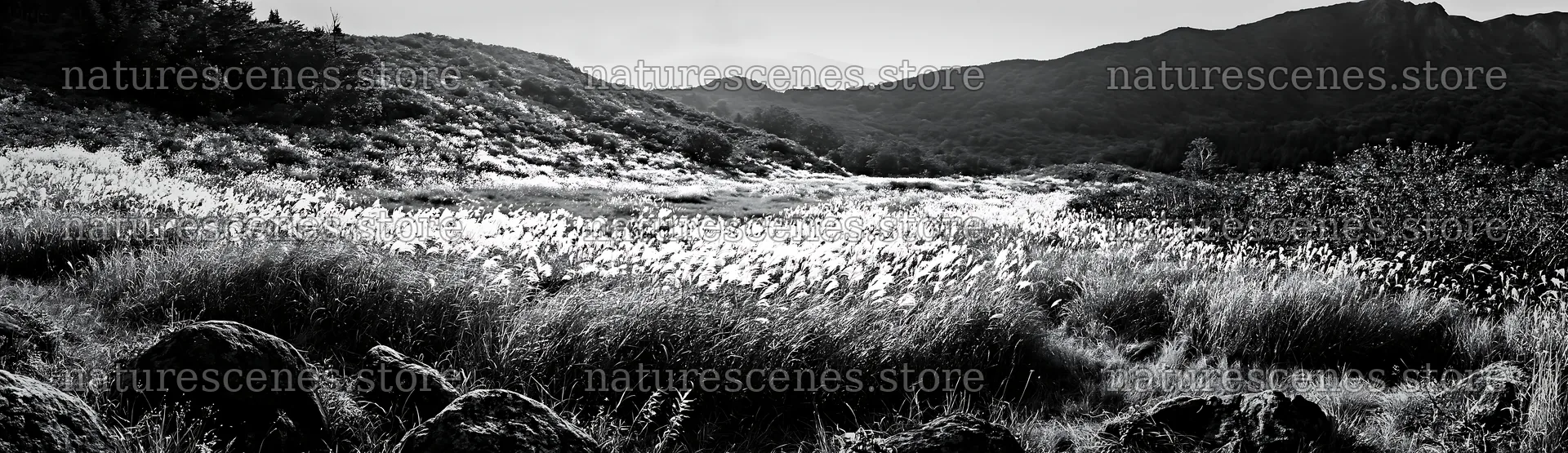 Rewilded Akita silver grass meadow stones create a natural scene – nature scenes 14762x4268