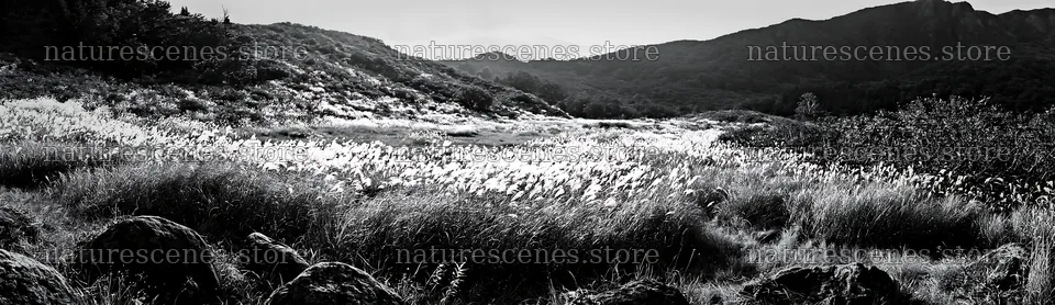 Rewilded Akita silver grass meadow stones create a natural scene – nature scenes 14762x4268