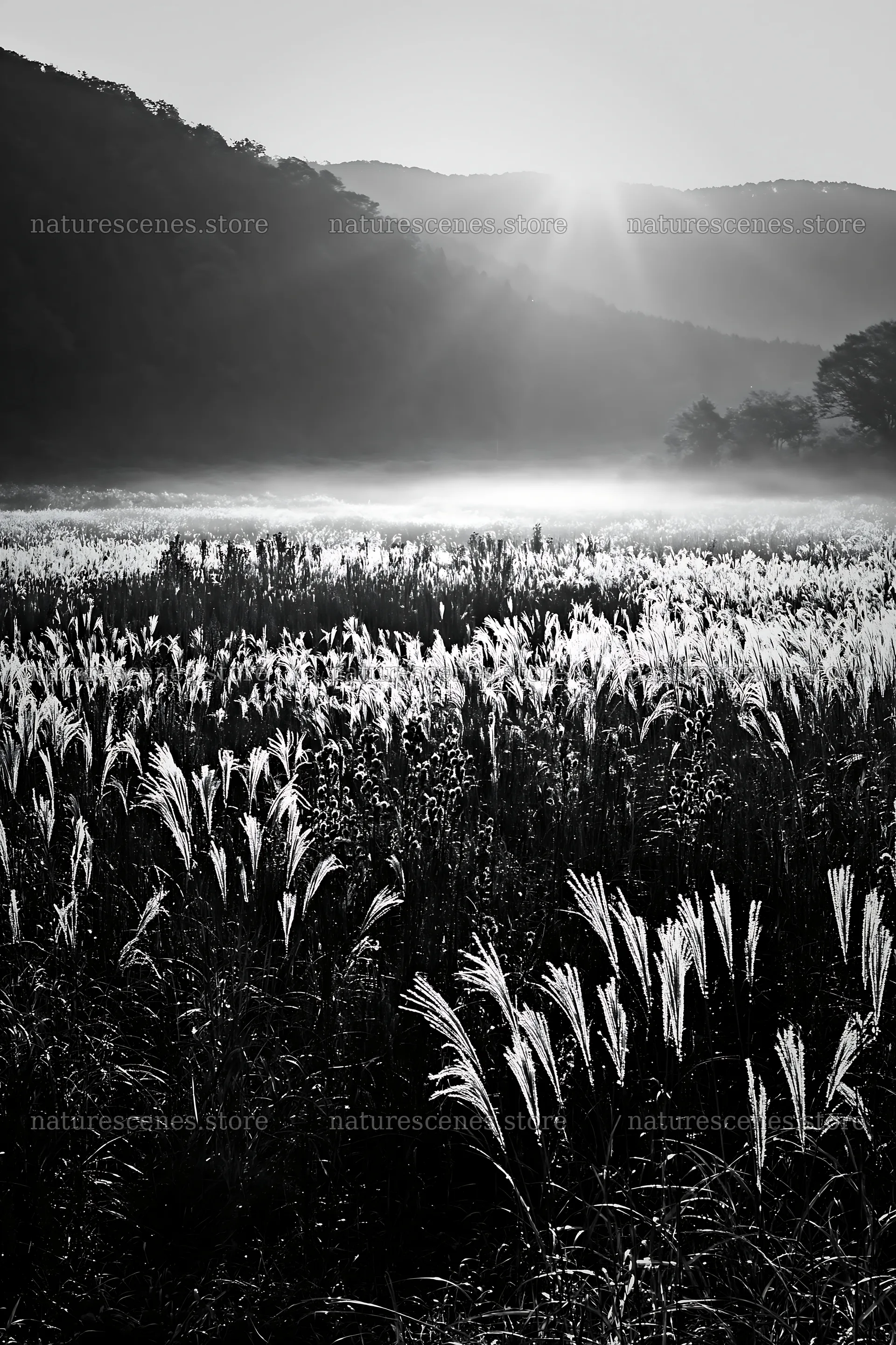 Restored meadow in Aichi with autumn seedheads at sunrise – nature scenes 6480x9722