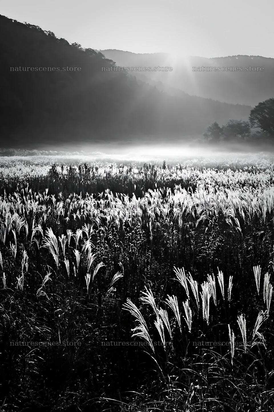 Restored meadow in Aichi with autumn seedheads at sunrise – nature scenes 6480x9722