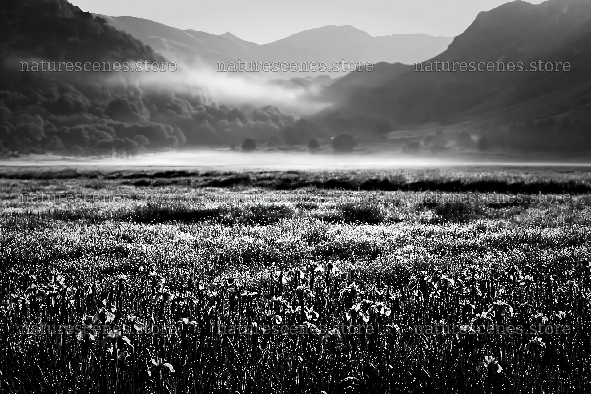 Silver dew on meadow at dawn near mountains – nature scenes 9722x6480