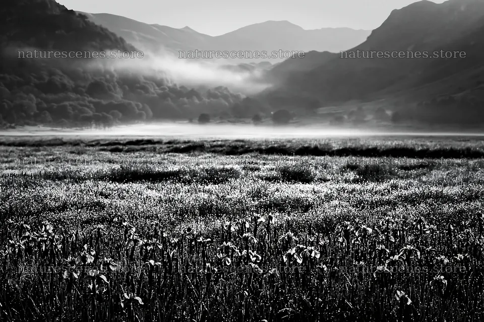 Silver dew on meadow at dawn near mountains – nature scenes 9722x6480