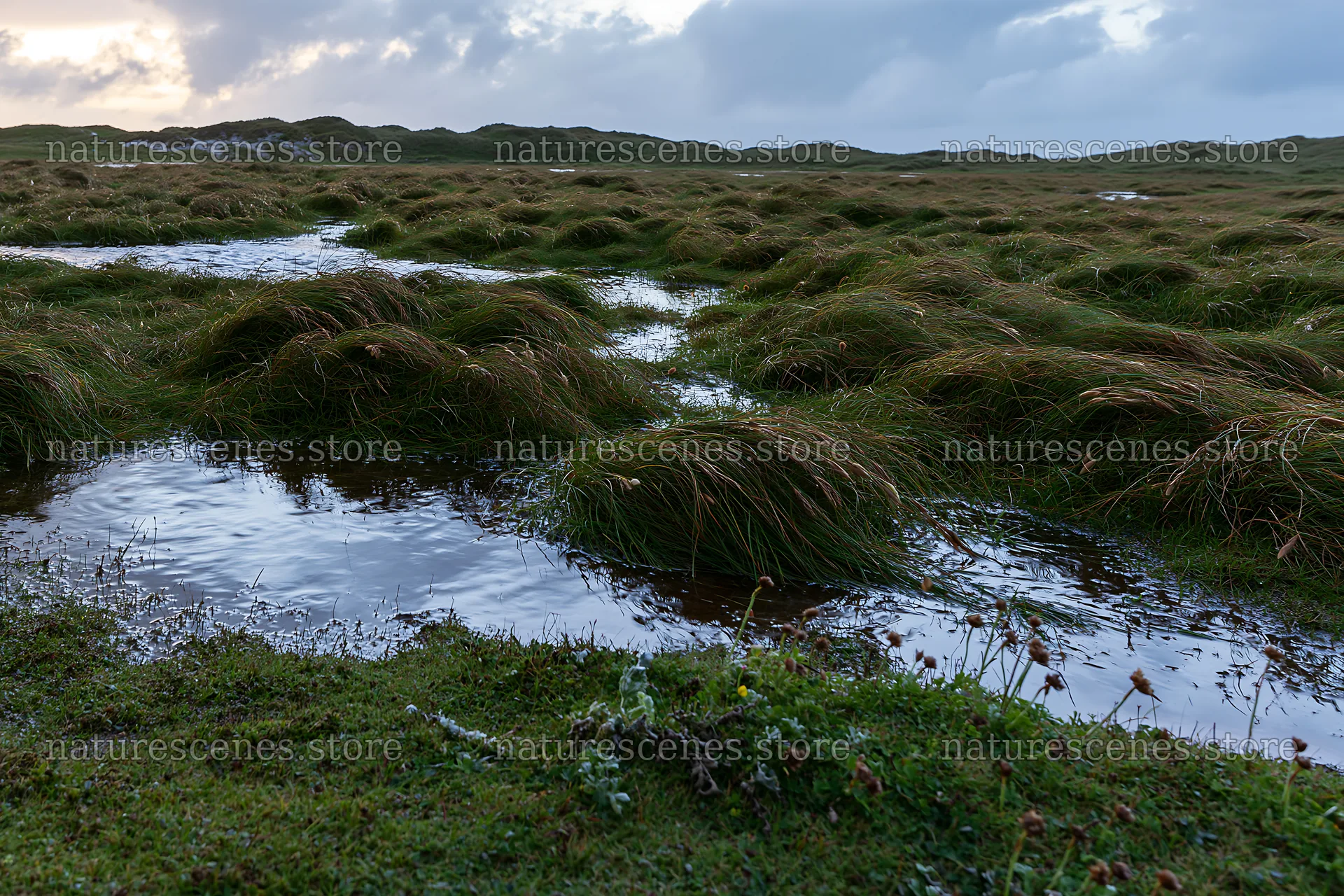 Meadow grass seedheads and water pools at sunset – nature scenes 9722x6480