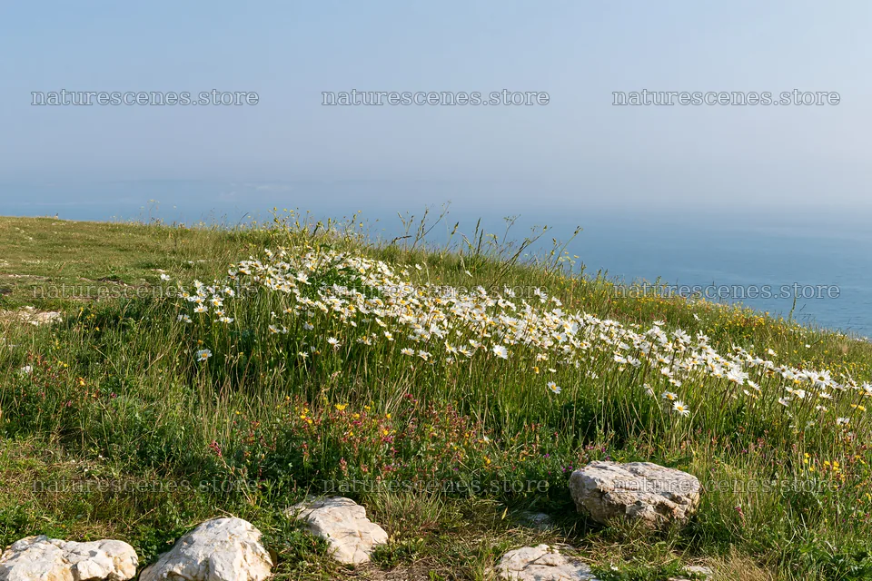Coastal cliff meadow with wildflowers overlooking the sea – nature scenes 9722x6480