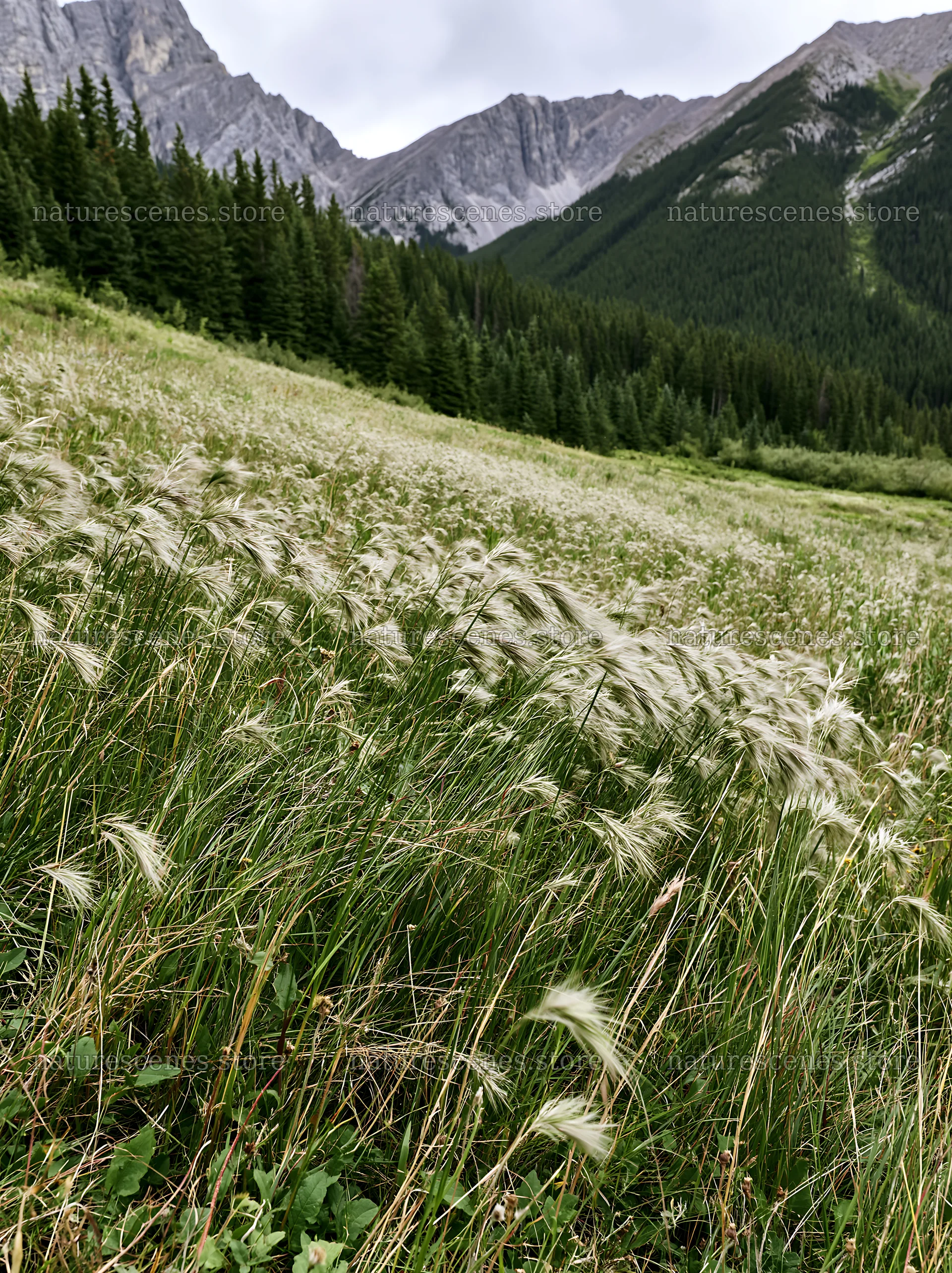 Meadow with seedheads in a mountain landscape – nature scenes 6866x9174