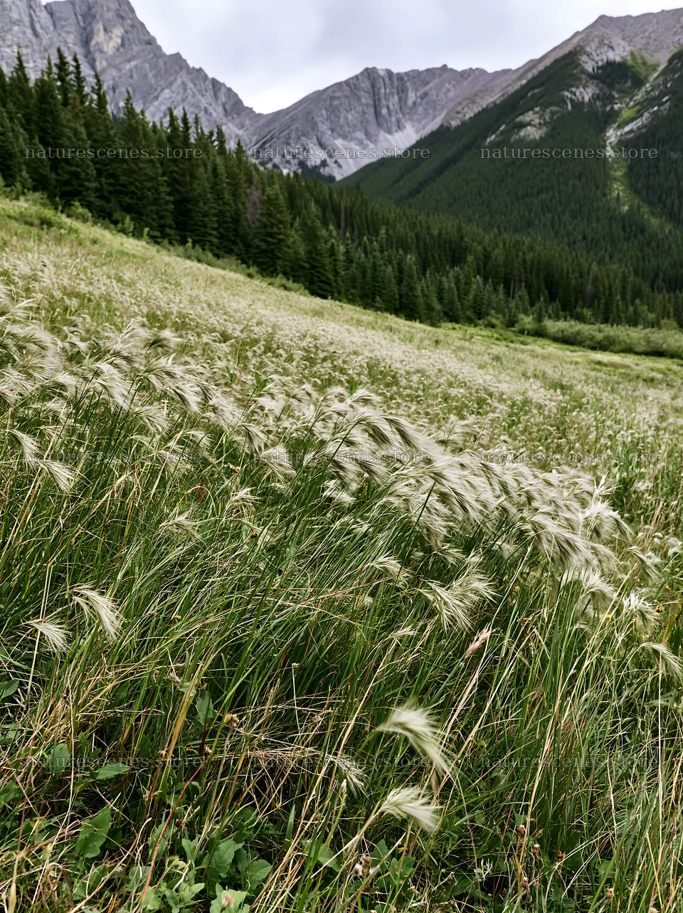 Meadow with seedheads in a mountain landscape – nature scenes 6866x9174