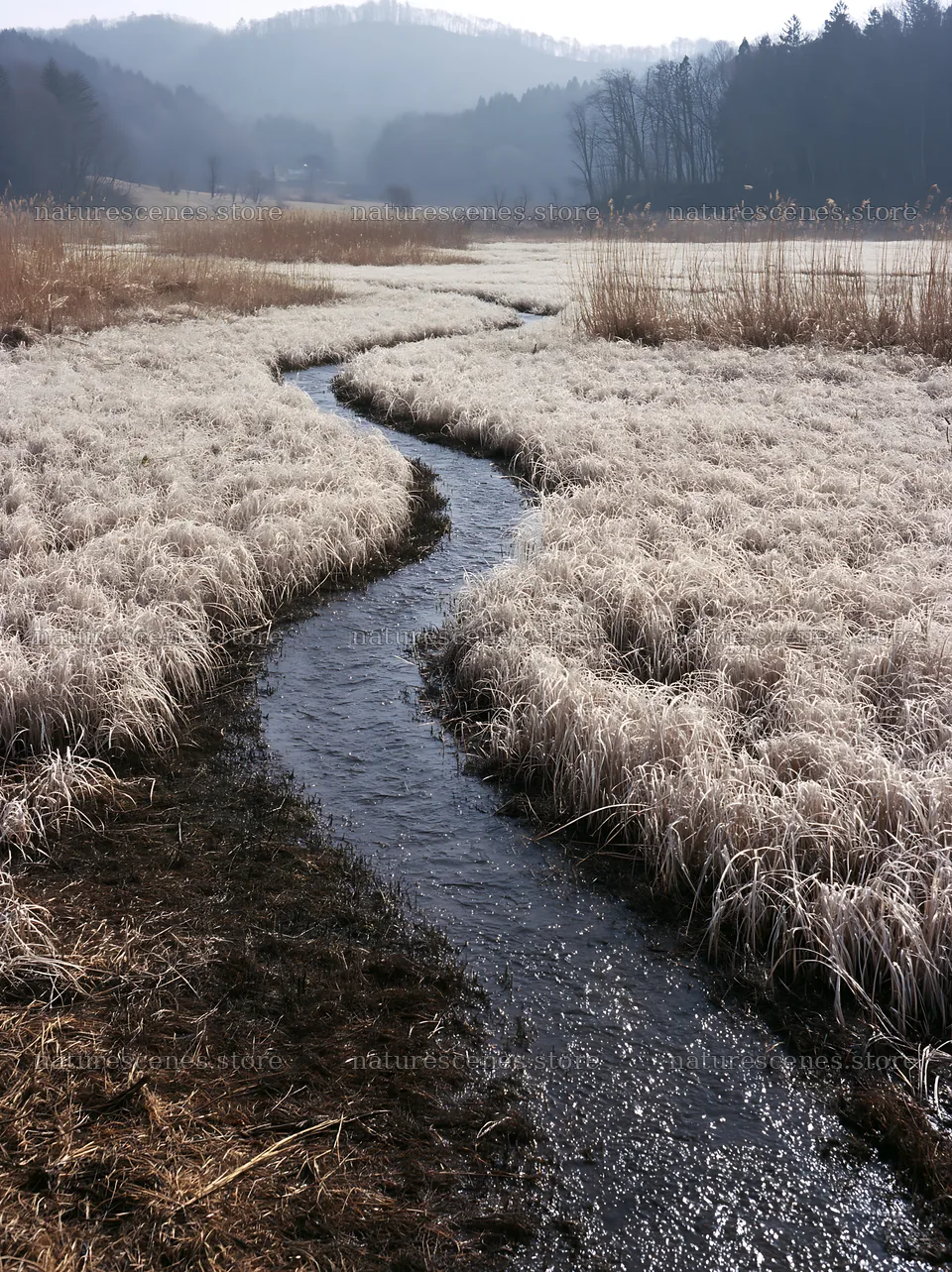 Akita snowmelt meadow with silver grasses and a winding stream – nature scenes 6866x9174