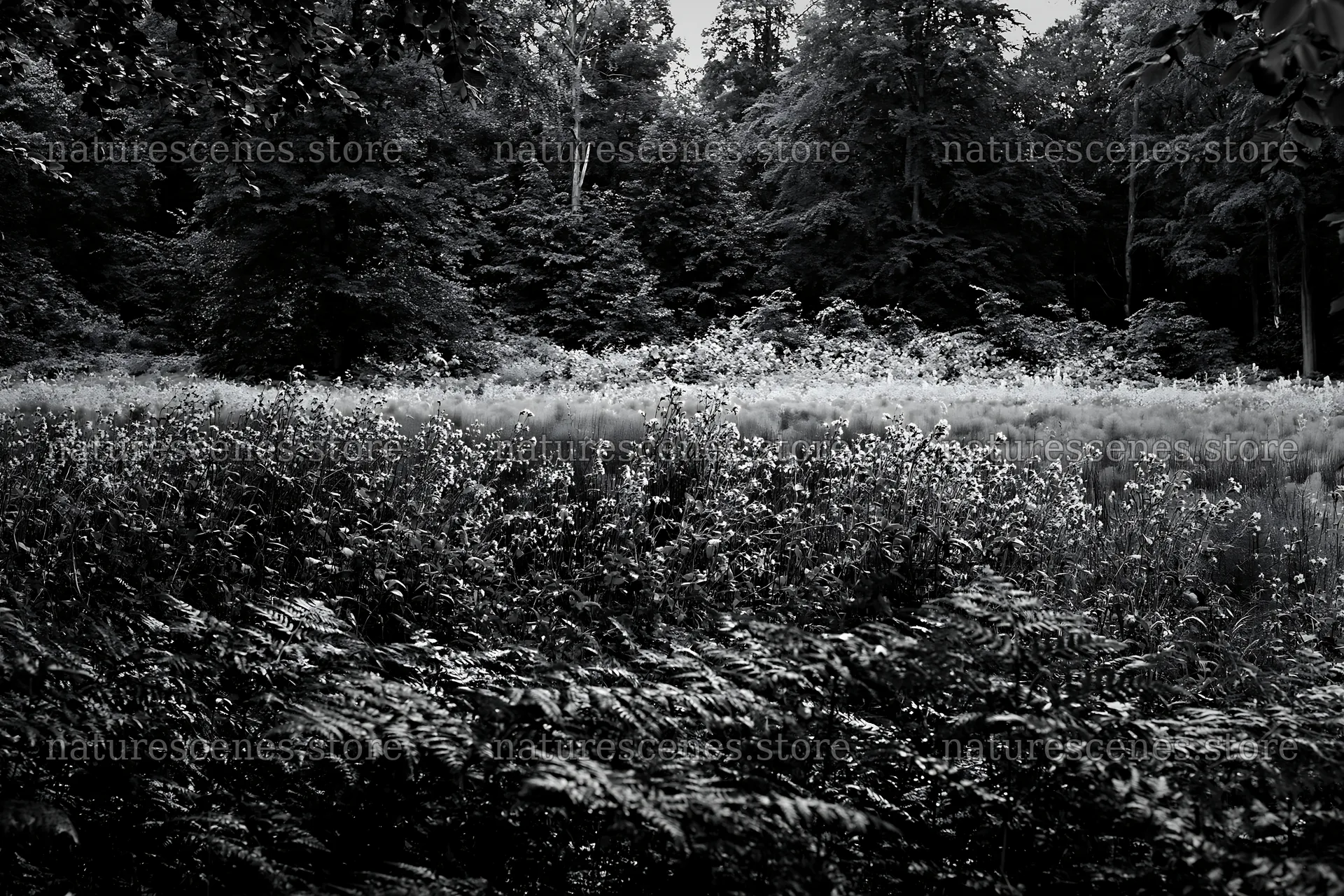 Pink campion meadow in black and white with forest background – nature scenes 9722x6480