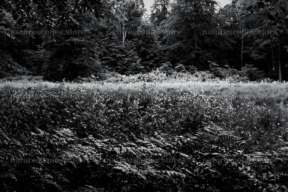Pink campion meadow in black and white with forest background – nature scenes 9722x6480