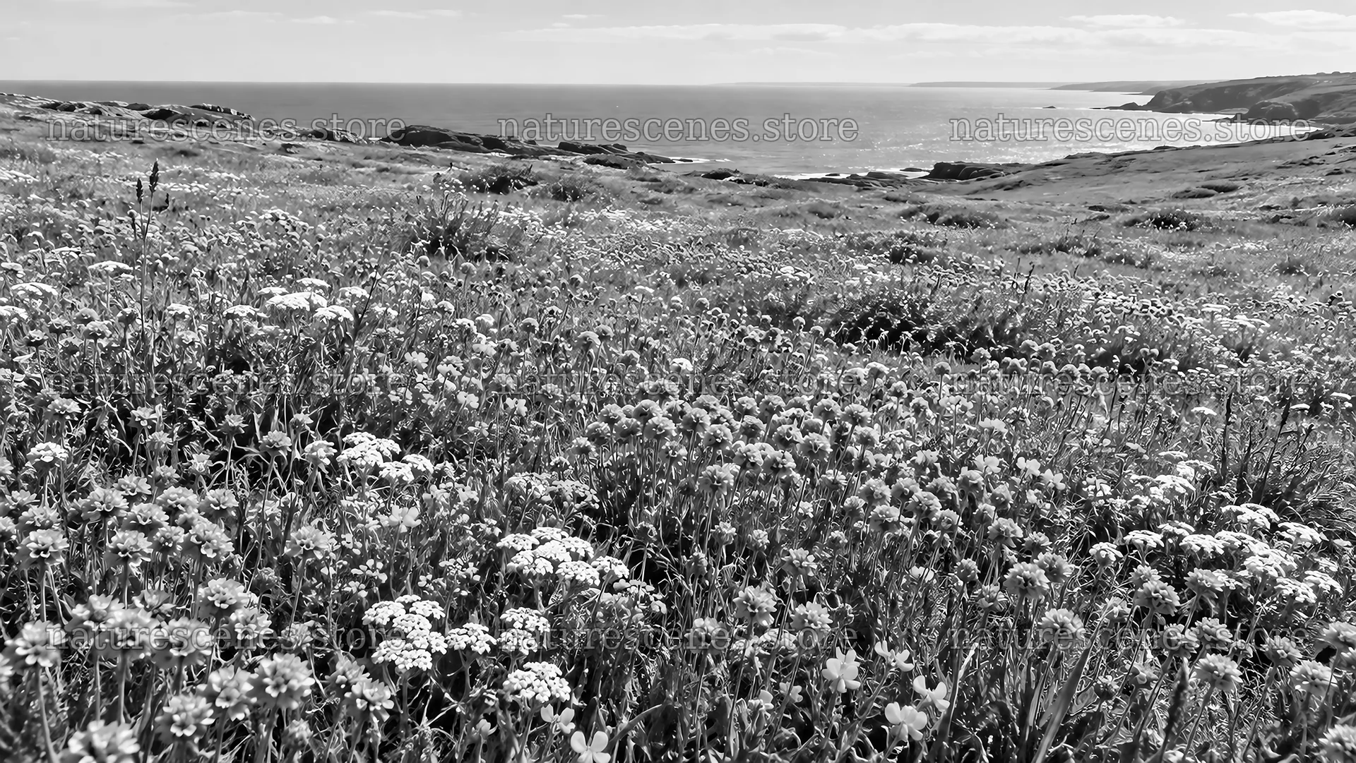 Black-and-White Coastal Wildflower Meadow – nature scenes 10324x5812
