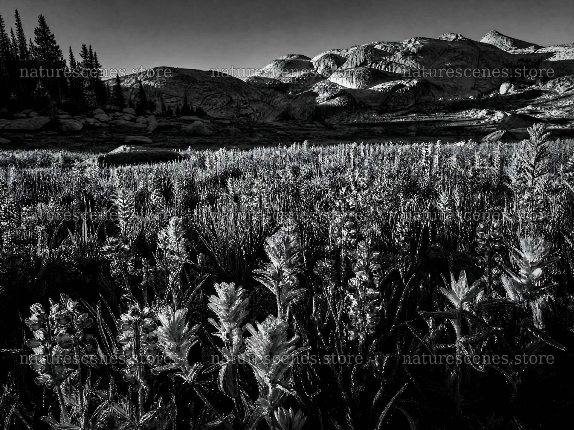 Paintbrush lupine meadow filled with vibrant wildflowers – nature scenes 9172x6868
