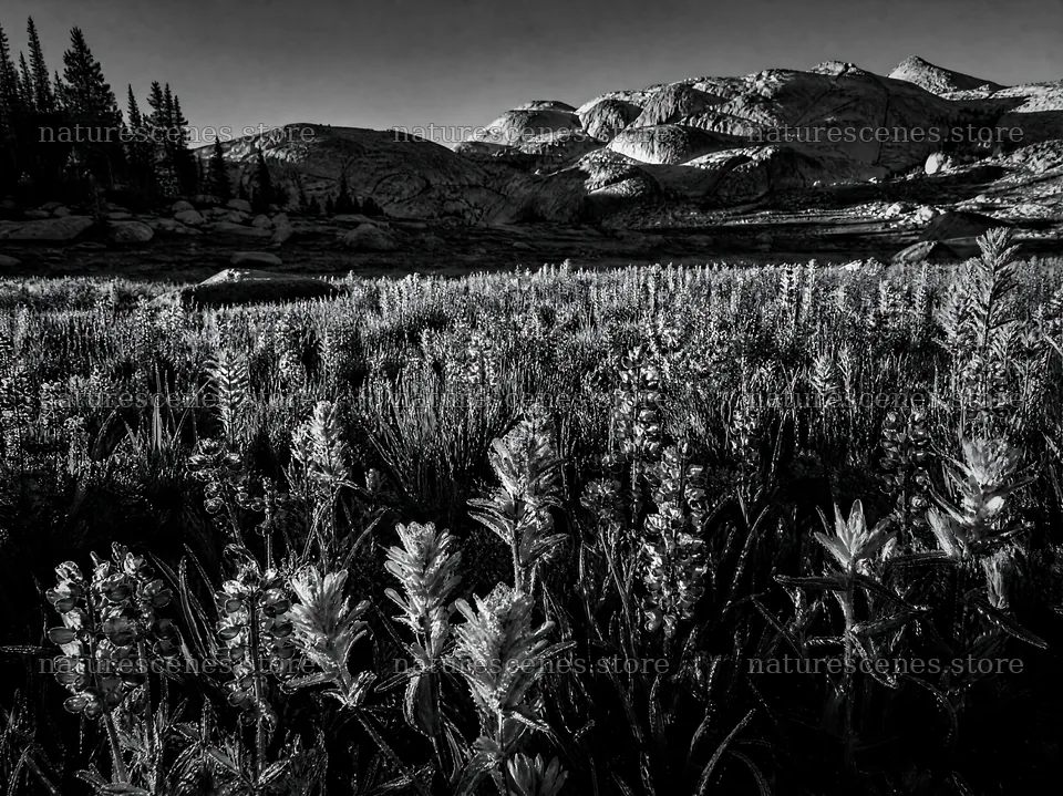 Paintbrush lupine meadow filled with vibrant wildflowers – nature scenes 9172x6868