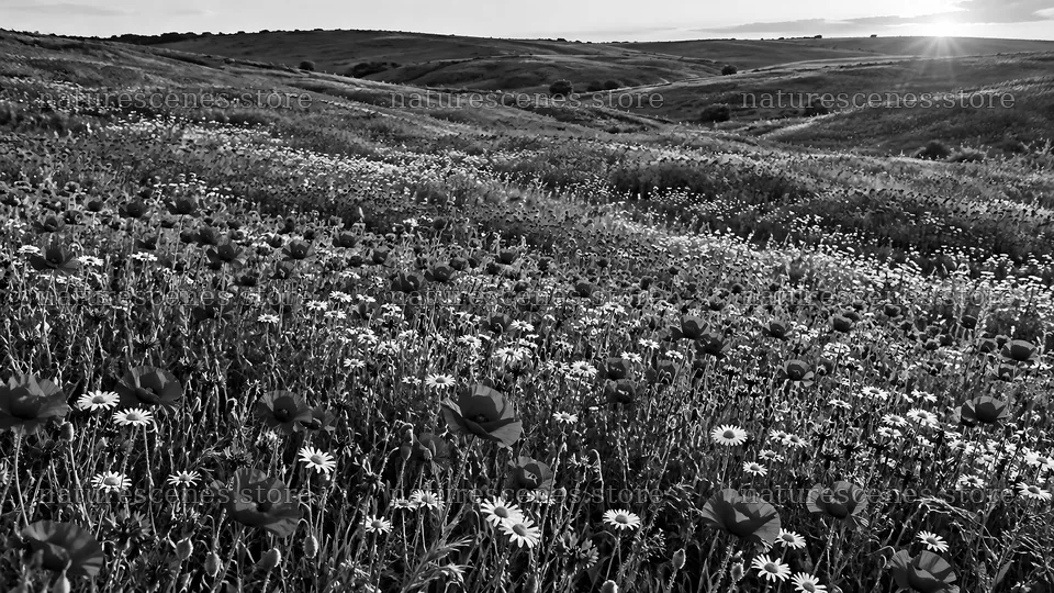 Black and White Wildflowers on Rolling Hills – nature scenes 10324x5812