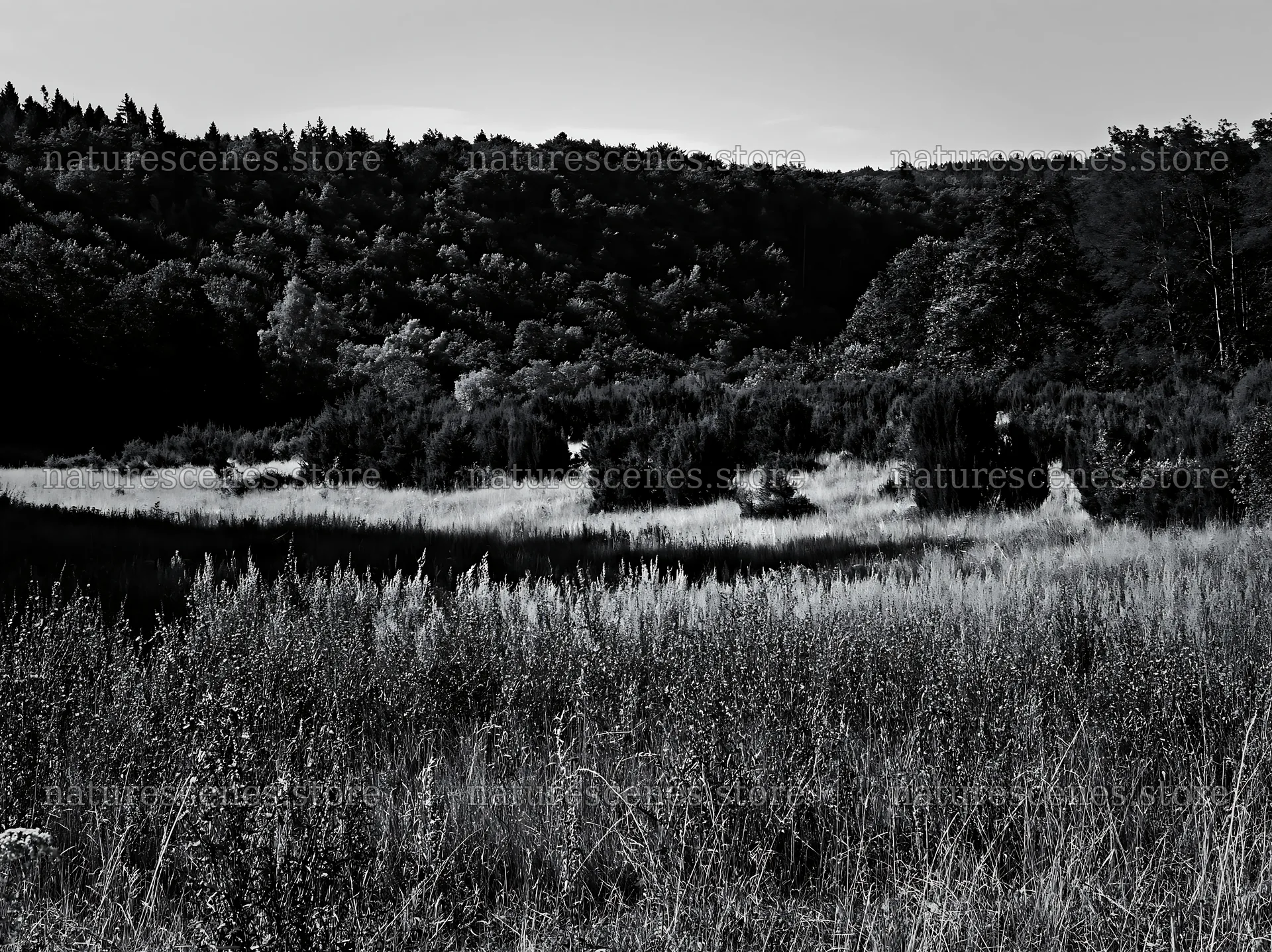 Sainfoin chicory meadow surrounded by trees and hills – nature scenes 9174x6866