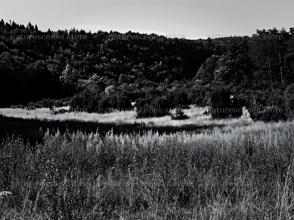 Sainfoin chicory meadow surrounded by trees and hills – nature scenes 9174x6866