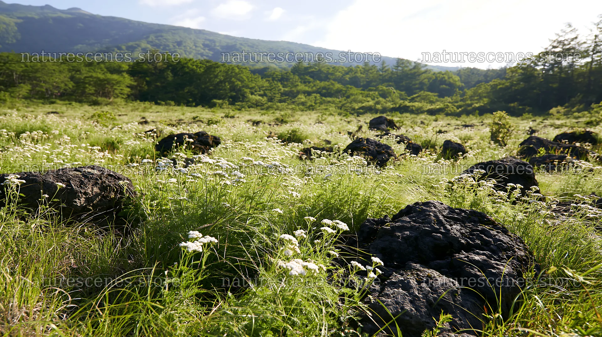 Yamanashi regenerative meadow with basalt stones in bright sunlight – nature scenes 10608x5938
