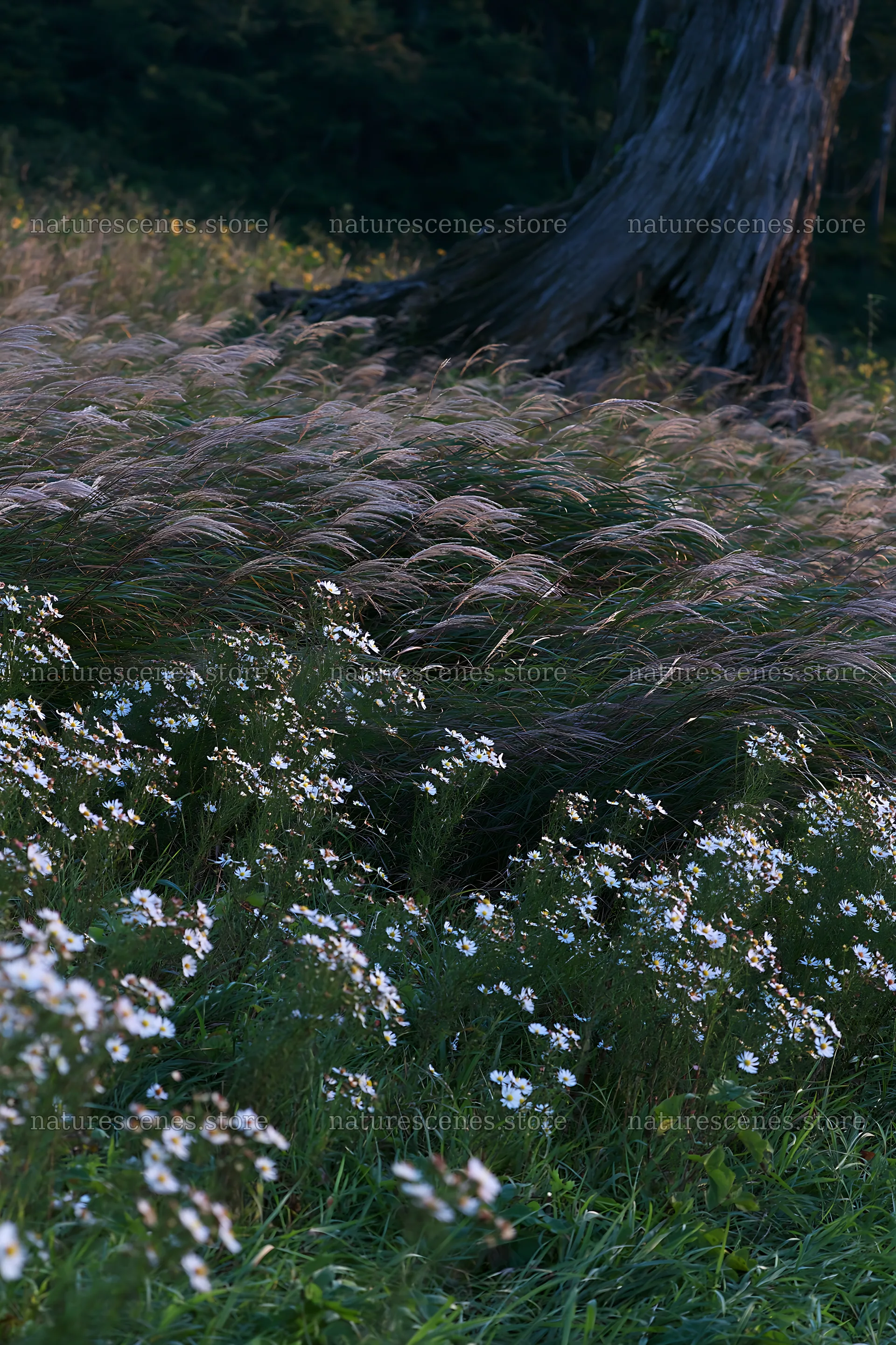Fukushima native meadow with weathered stump – nature scenes 6480x9722