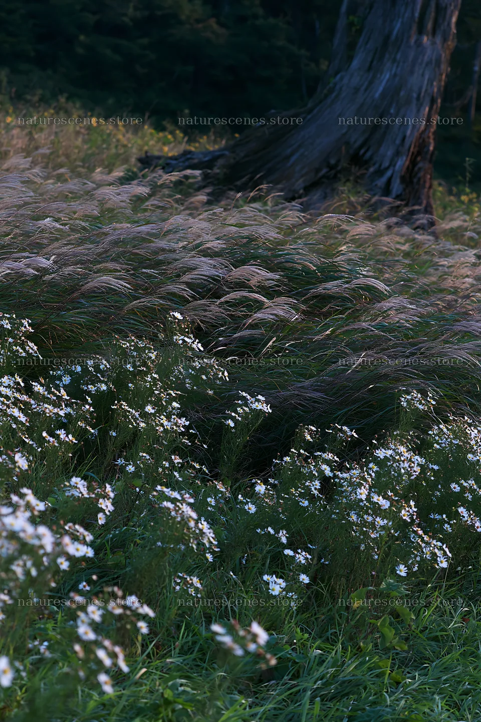 Fukushima native meadow with weathered stump – nature scenes 6480x9722